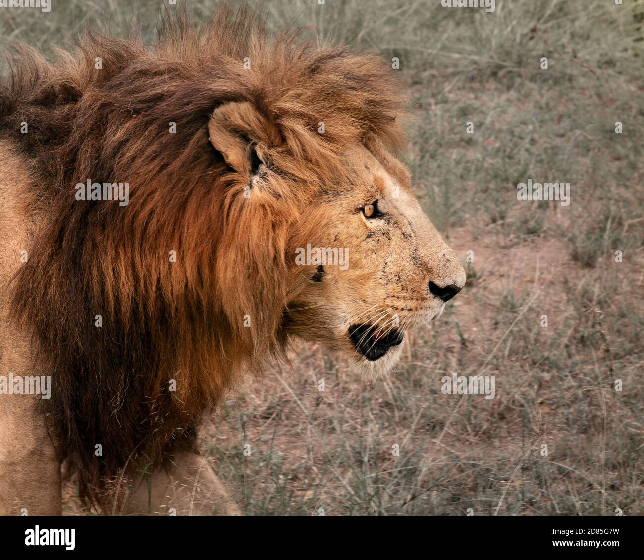 lion walking - profilo laterale Foto Stock