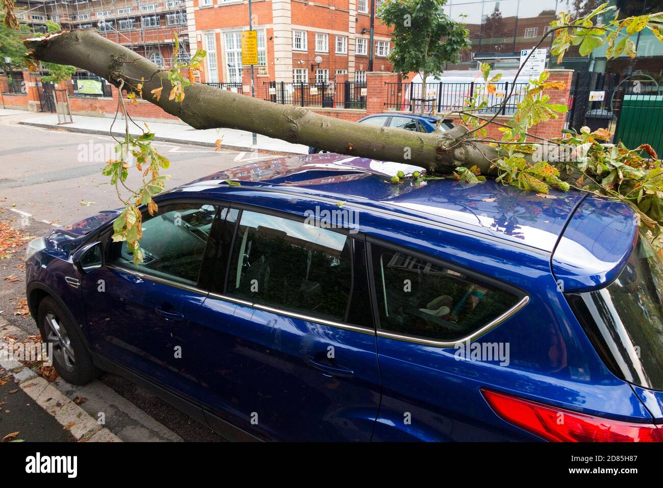 Una macchina parcheggiata è parzialmente schiacciata dal ramo caduto di un albero che è caduto sul suo tetto durante una tempesta estiva che includeva vento alto. Twickenham, Londra. UK (122) Foto Stock