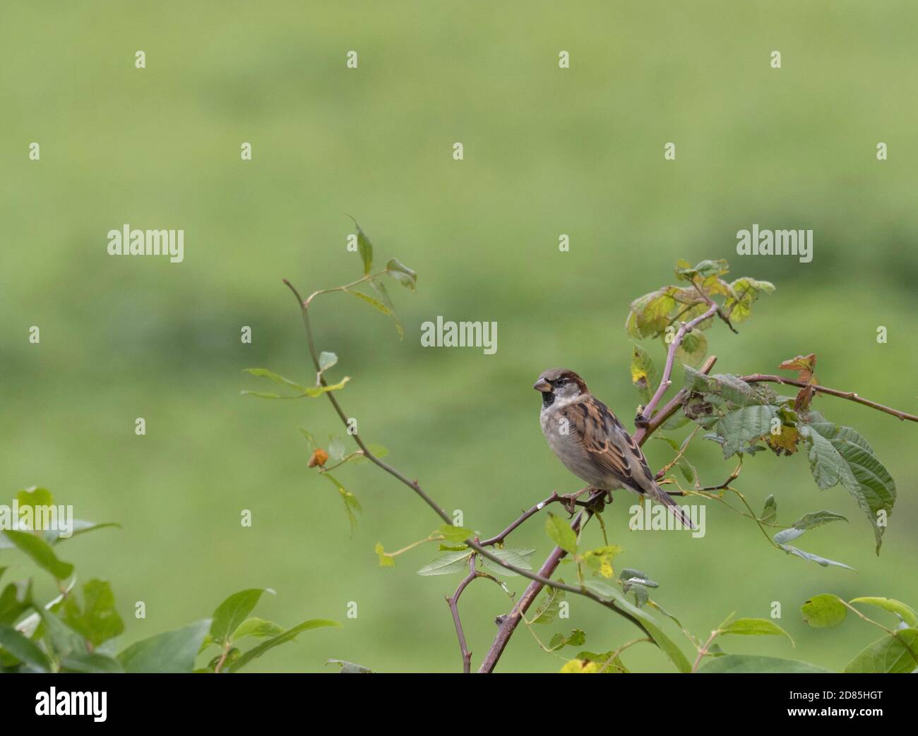 Casa passero, Passer domesticus, Singolo maschio adulto arroccato su rovi. Worcestershire, Regno Unito. Foto Stock