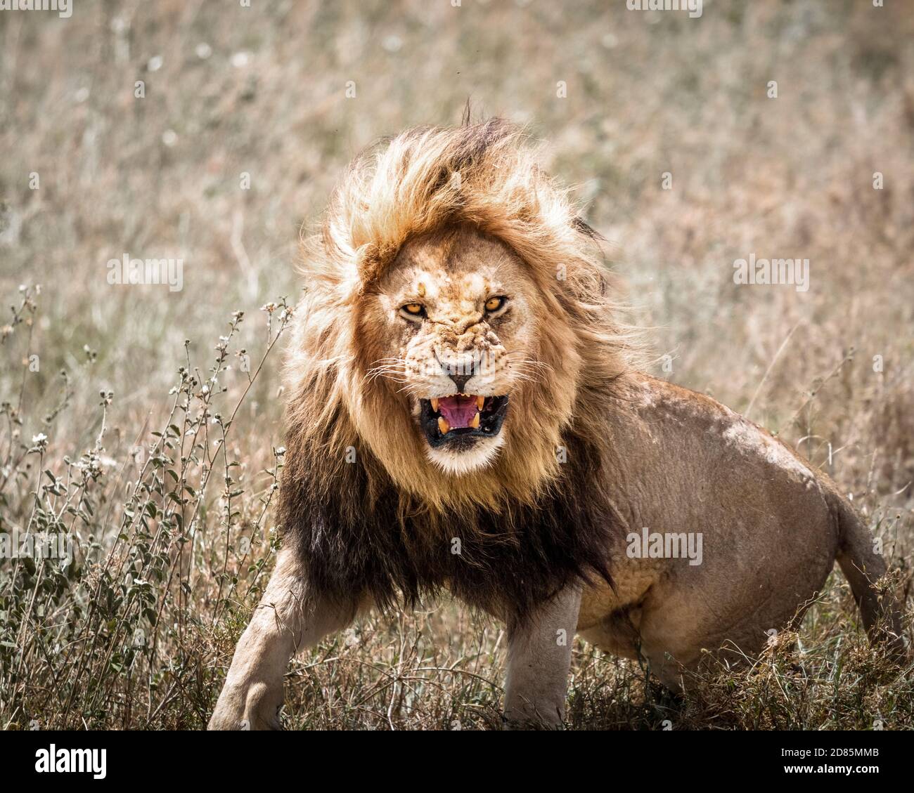 ruggito anteriore leone maschio Foto Stock
