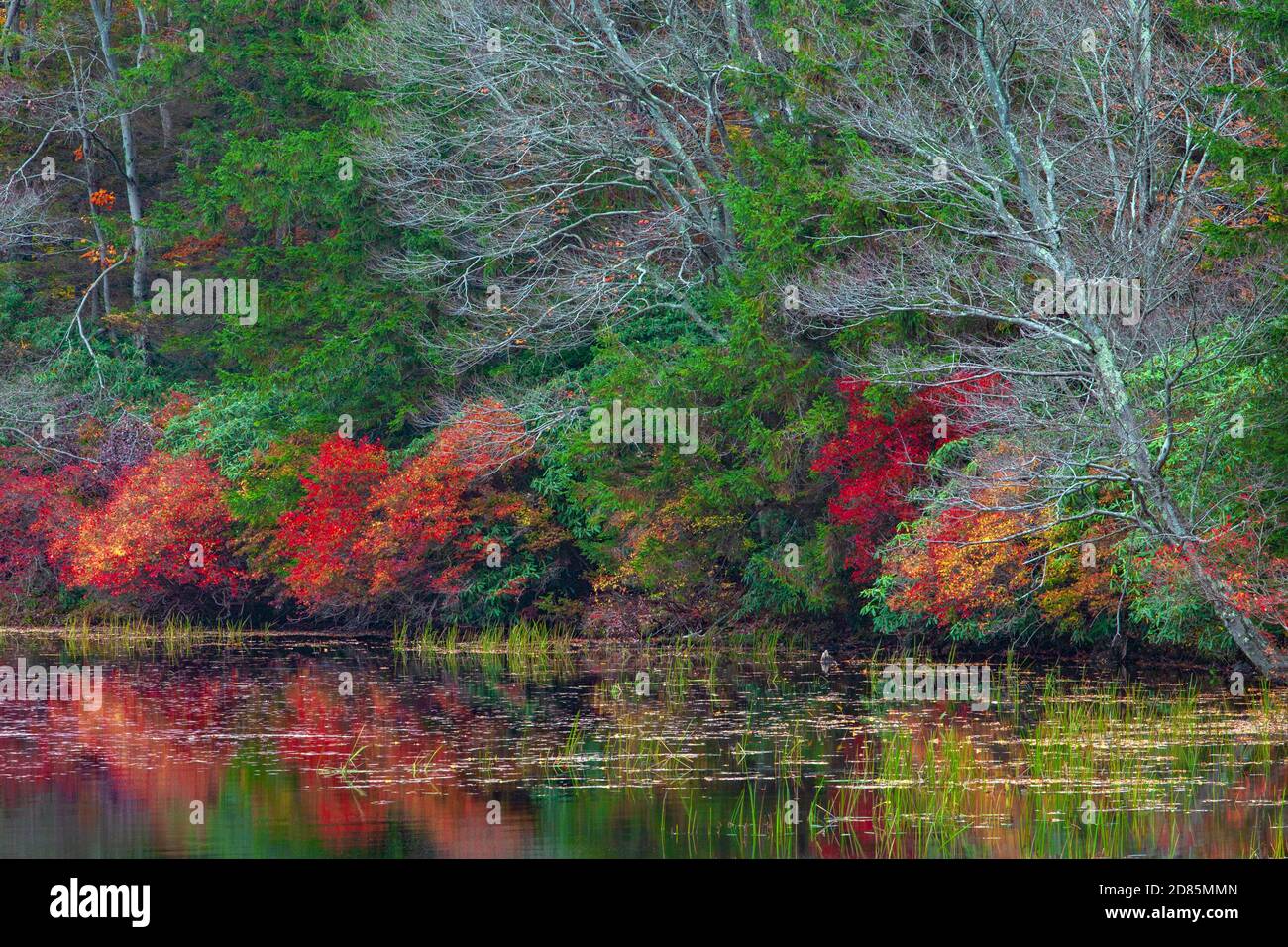 La vegetazione del tardo autunno si estende lungo il litorale del lago Terra promesso presso il parco statale Promised Land, nelle Pocono Mountains della Pennsylvania. Foto Stock