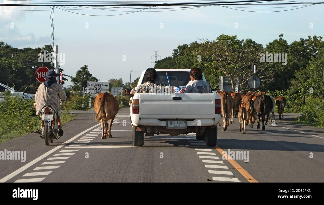 CHON BURI, THAILANDIA, 18 2020 LUGLIO, UNA mandria di mucche cammina sulla strada nella campagna tailandese e blocca il traffico stradale. Foto Stock