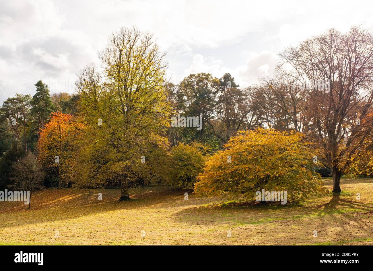 Il colore pieno delle foglie autunnali sugli alberi a Batsford Arboretum. Foto Stock