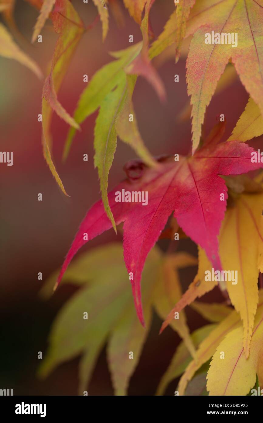Il colore pieno delle foglie autunnali sugli alberi a Batsford Arboretum. Foto Stock