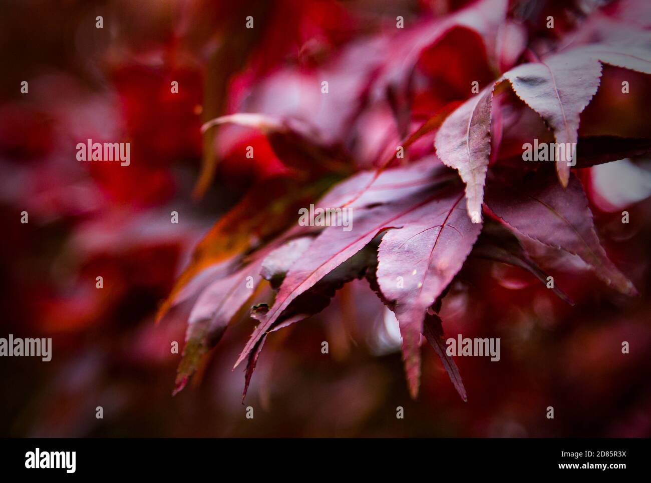 Il colore pieno delle foglie autunnali sugli alberi a Batsford Arboretum. Foto Stock