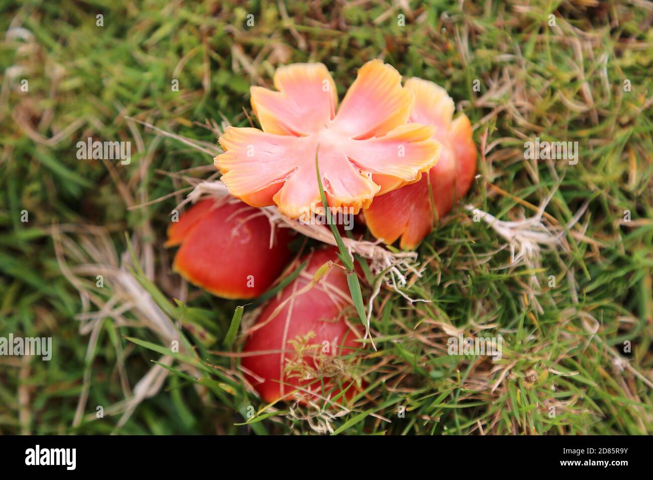 Scarlet Waxcap fungus (Hygrocybe coccinea), Pant y Llyn, Builth Wells, Brecknockshire, Powys, Galles, Gran Bretagna, Regno Unito, Regno Unito, Europa Foto Stock