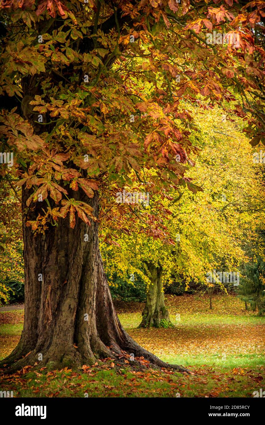 Il colore pieno delle foglie autunnali sugli alberi a Batsford Arboretum. Foto Stock