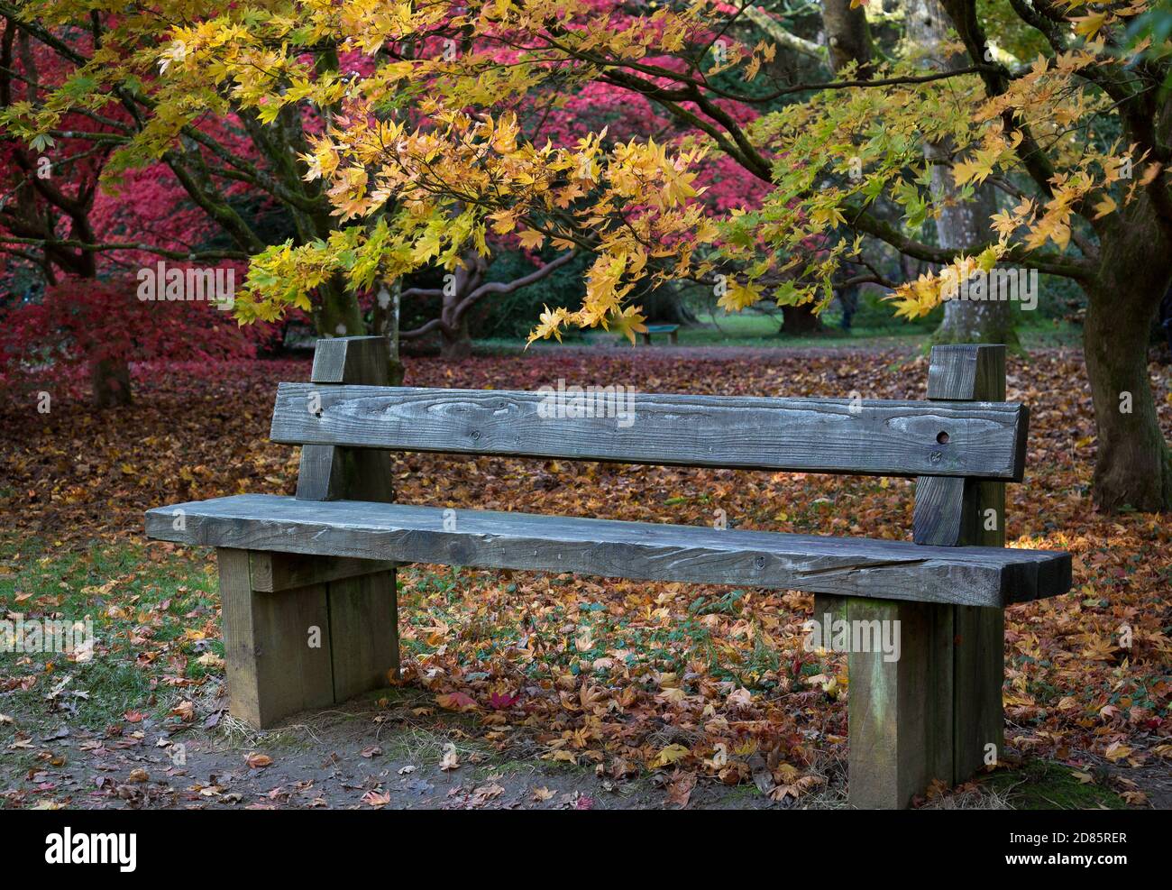 Il colore pieno delle foglie autunnali sugli alberi a Batsford Arboretum. Foto Stock