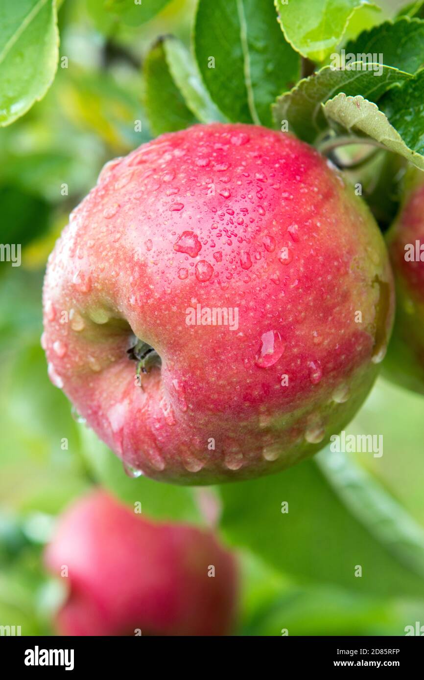 Mela Braeburn fresca su un albero di mele durante la raccolta ricoperta di goccioline d'acqua Foto Stock