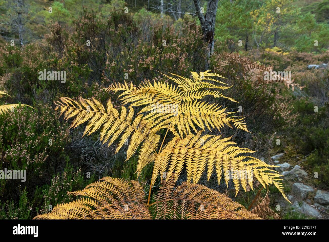 Primo piano Vista dei fronti di Bracken (Pteridium aquilinum) nella Riserva Naturale Nazionale di ben Eighe, Kinlochewe, Highland, Scozia, Regno Unito Foto Stock