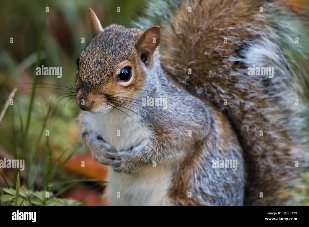 Scoiattolo grigio selvaggio orientale (Sciurus carolinensis) all'ombra, in piedi con cautela con le zampe al petto Foto Stock