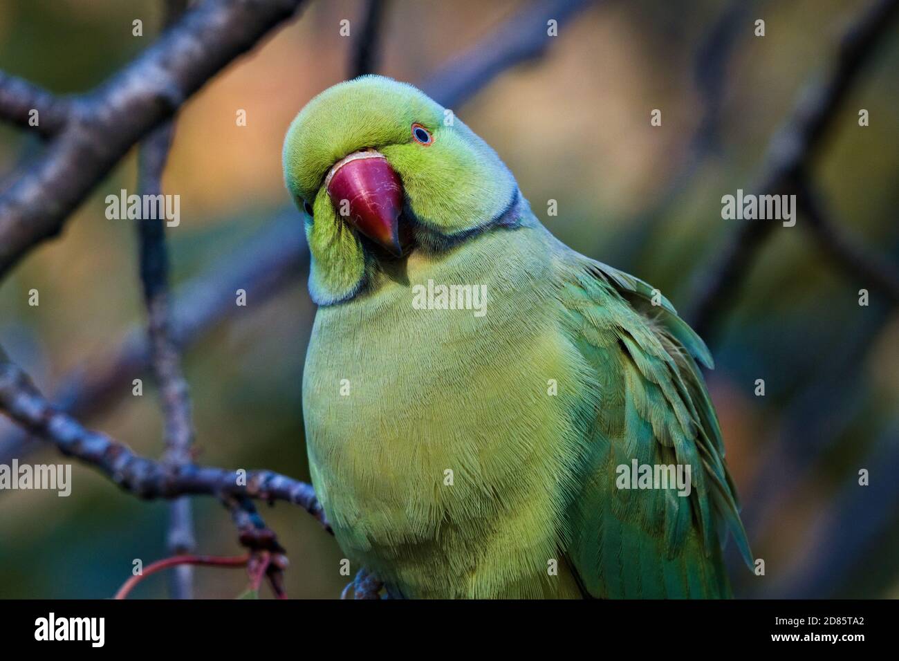 Green rose ringed parakeet, Psittacula krameri, sulle cime degli alberi guardando giù la fotocamera con curiosità Foto Stock