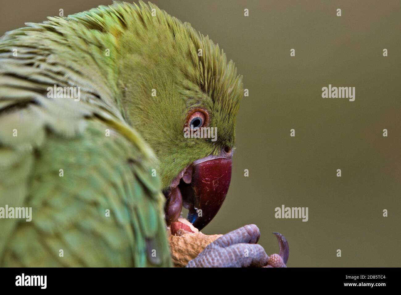 Parakeet rosa verde, Psittacula krameri, mangiando un baccello di arachidi ferocemente e selvaggiamente, Arachis ipogaea Foto Stock