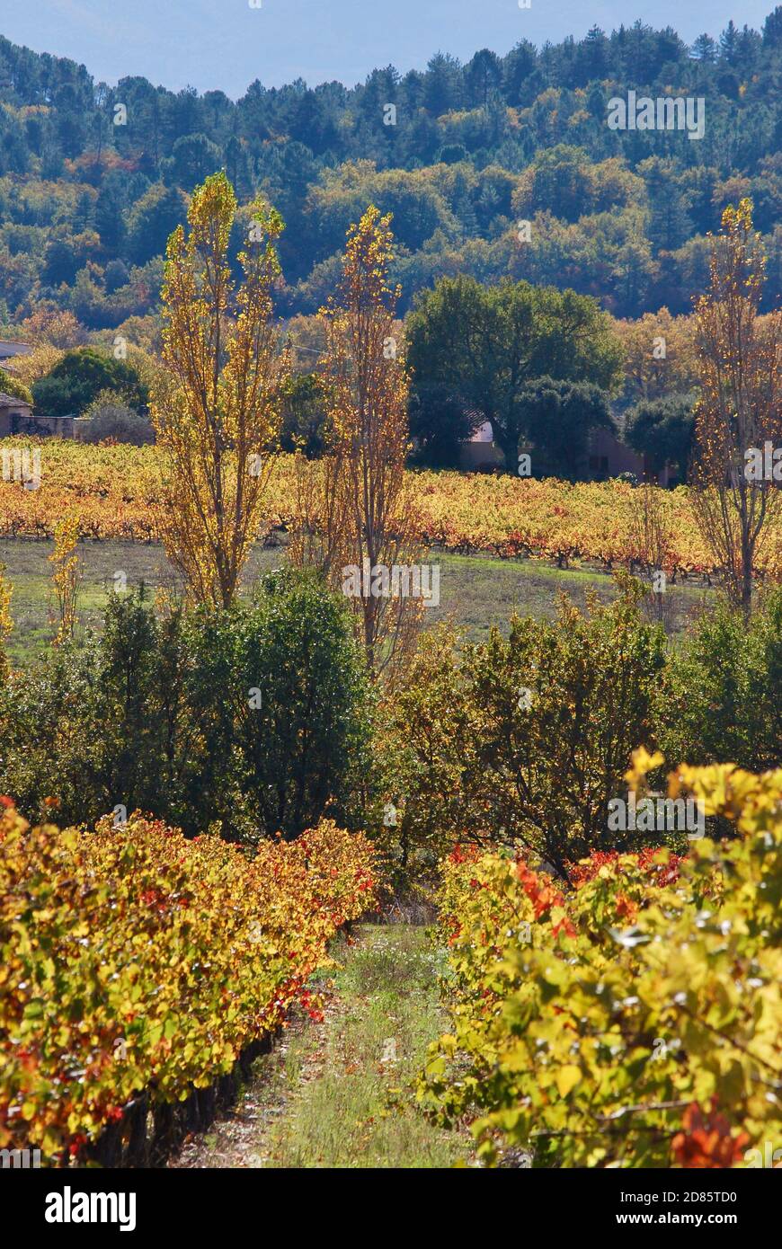 Vigna d'autunno nel Luberon, Provenza Foto Stock