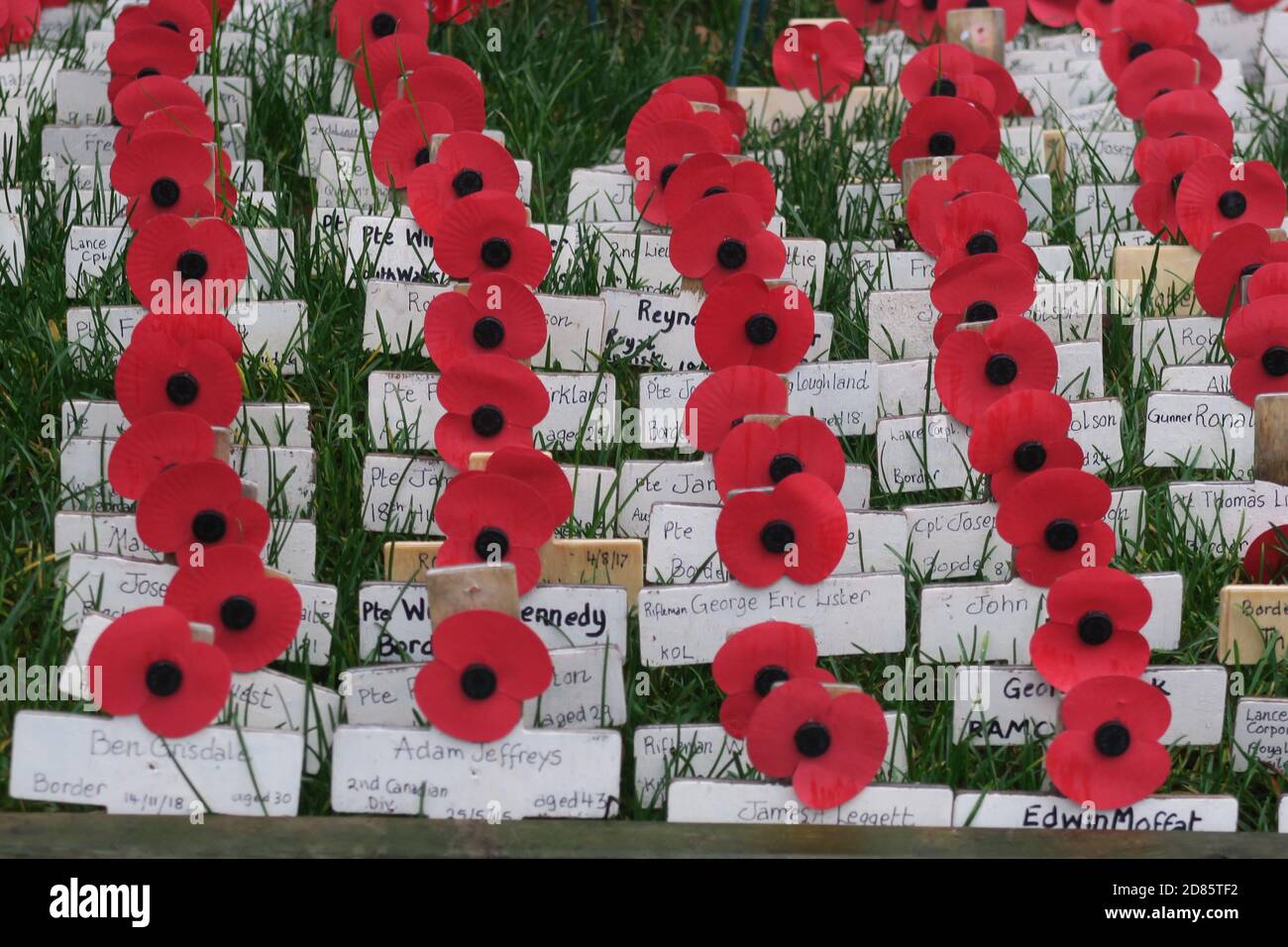 Moffat, Dumfrieshire, Scozia, Regno Unito. Esposizione commemorativa della prima guerra mondiale fuori da un negozio del villaggio, 100yrs dalla fine del WW1. File di papaveri su croci di legno Foto Stock