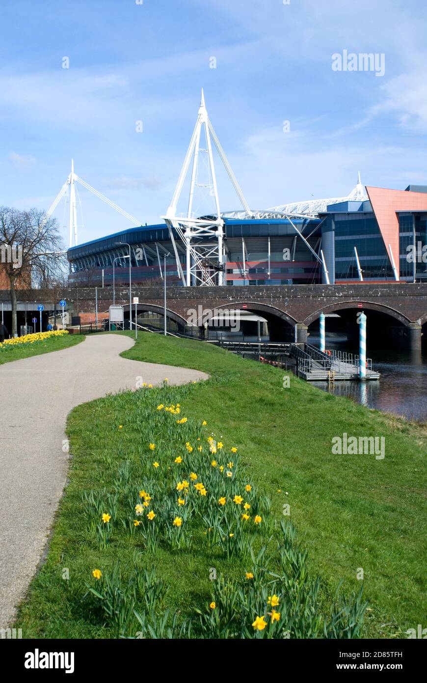 Daffodils oltre al Taff Trail e River Taff con il Millennium Stadium in lontananza, Cardiff, S. Wales. Foto Stock