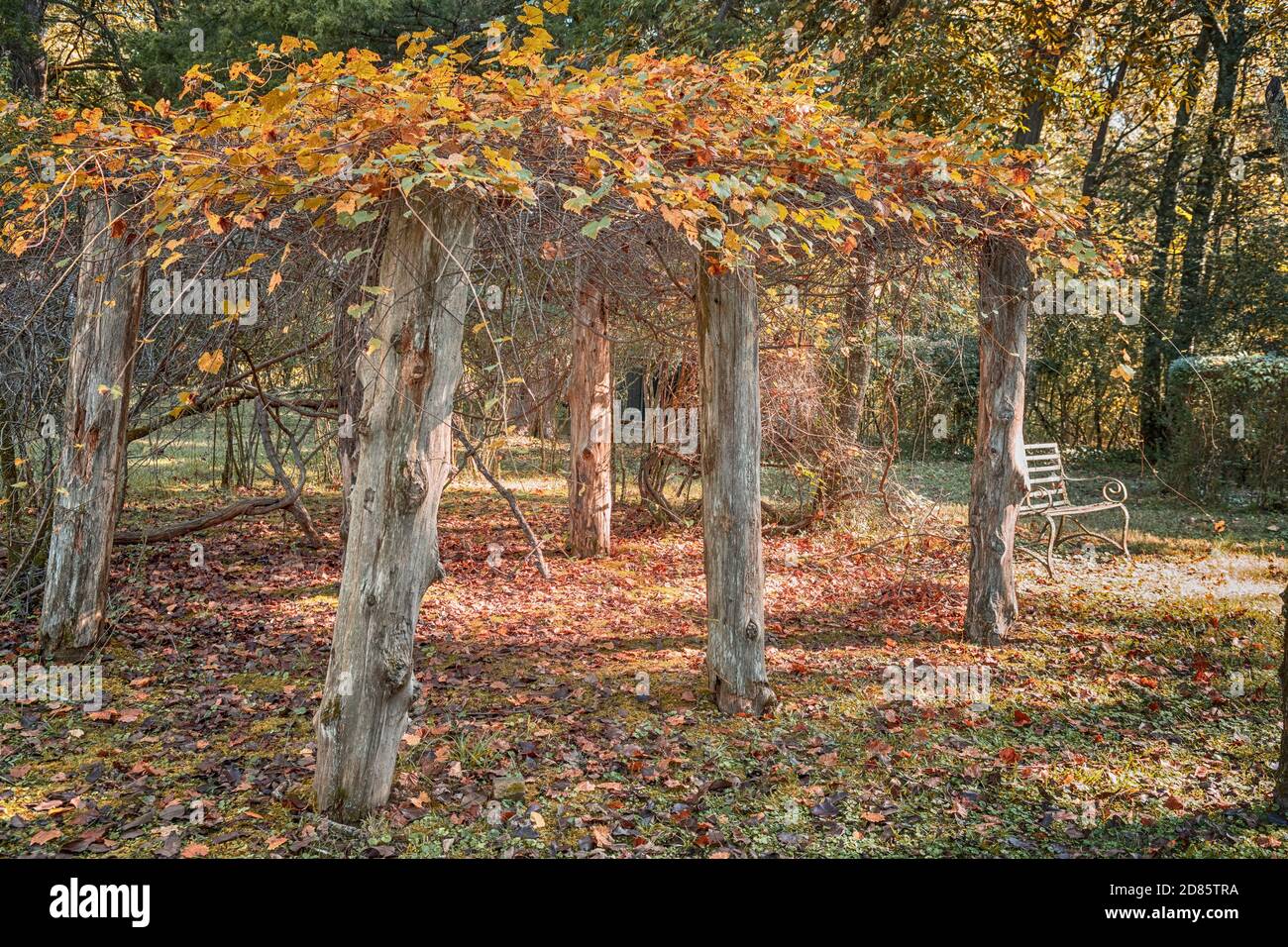 Viti Scuppernong piantate da William Faulkner a Rowan Oak, la casa dell'autore a Oxford, Mississippi, USA. Foto Stock