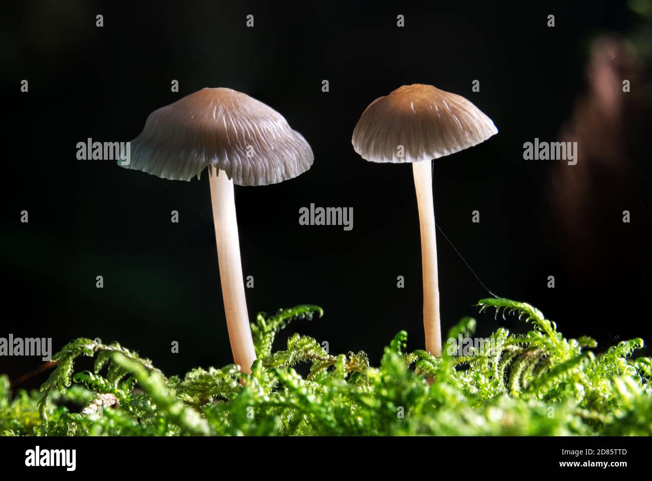 Macro shot di due funghi luminosi, Helmling mycena, che cresce nel muschio su sfondo nero Foto Stock