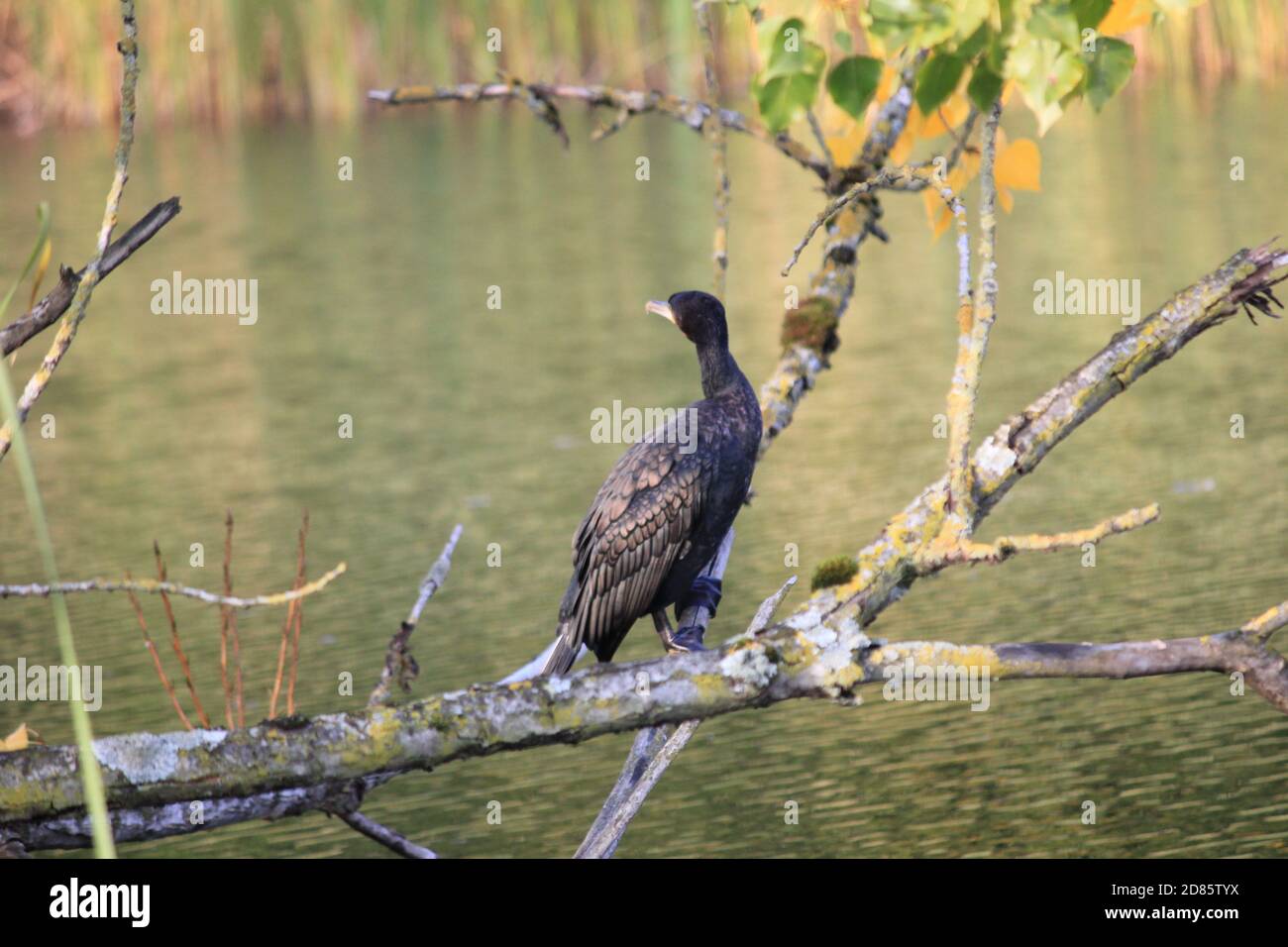 Cormorano Foto Stock
