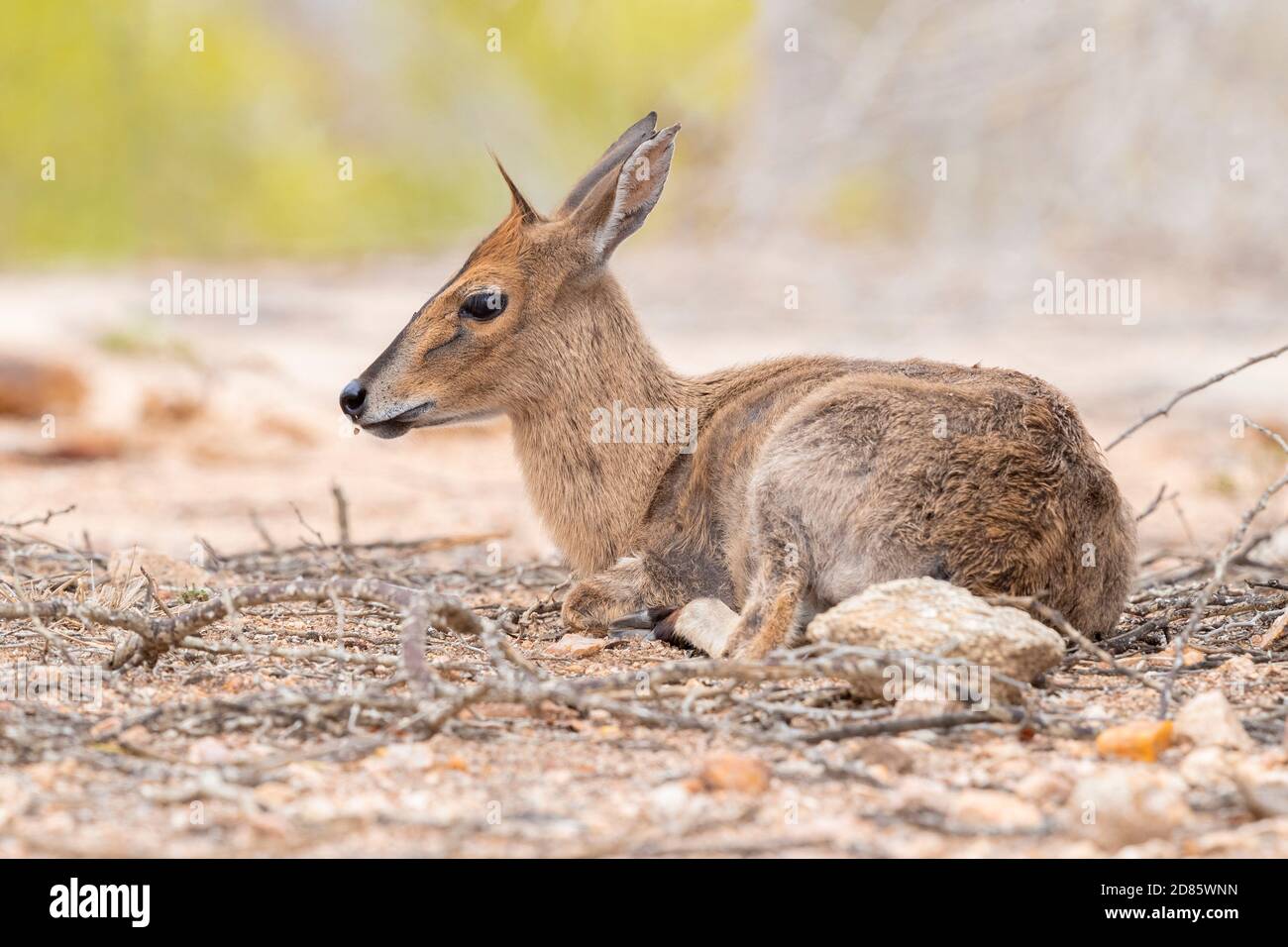 Duiker comune (Sylvicapra grimmia), donna adulta seduta a terra, Mpumalanga, Sudafrica Foto Stock