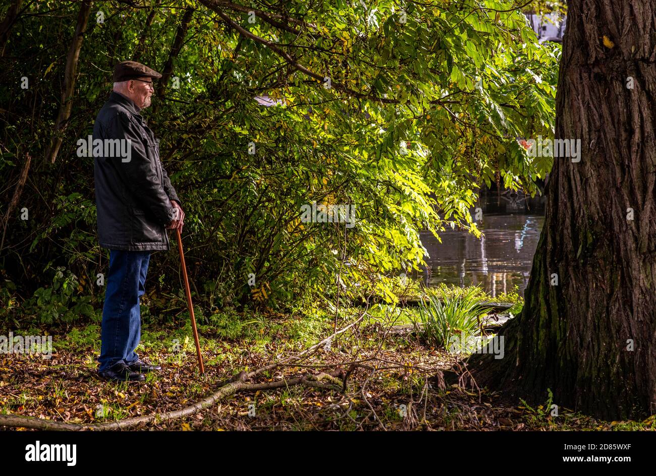 Uomo anziano con bastone a piedi in alberi, Norwich, Norfolk, Regno Unito Foto Stock