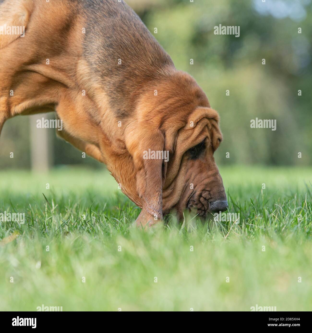 Bloodhound tracking Foto Stock