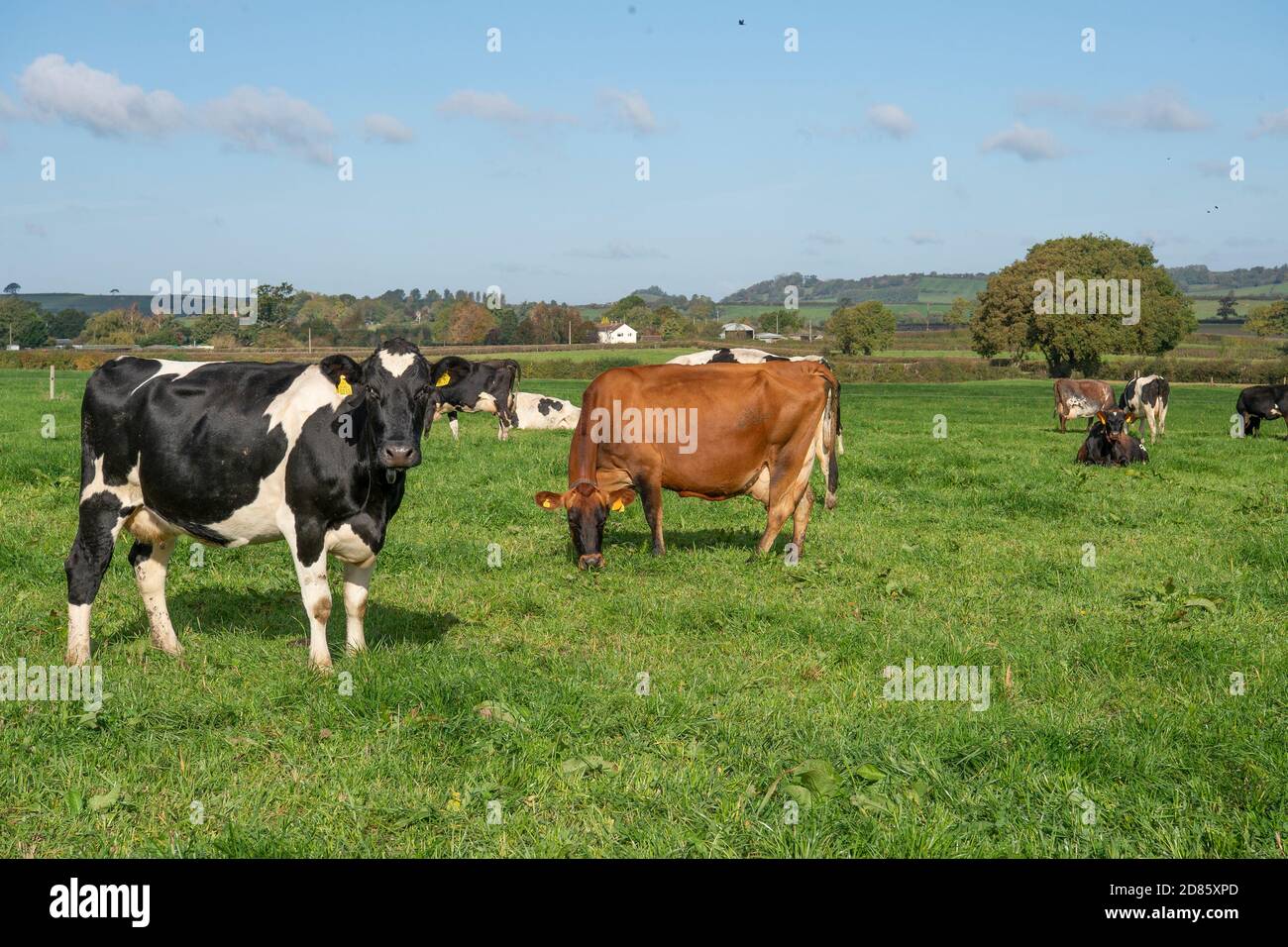 mandria di vacche da latte che pascolano Foto Stock