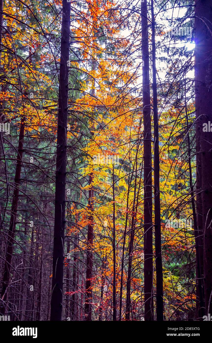 I colori dell'autunno. Belle foglie arancioni e gialle in una giornata di sole in una foresta di montagna. Foto Stock