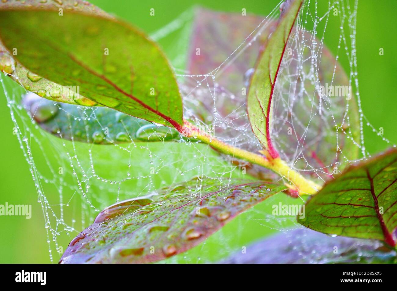 Dewdrops in un nastro ragni appeso nella vegetazione Foto Stock