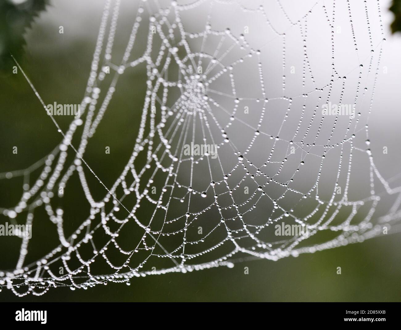 Dewdrops in un nastro ragni appeso nella vegetazione Foto Stock
