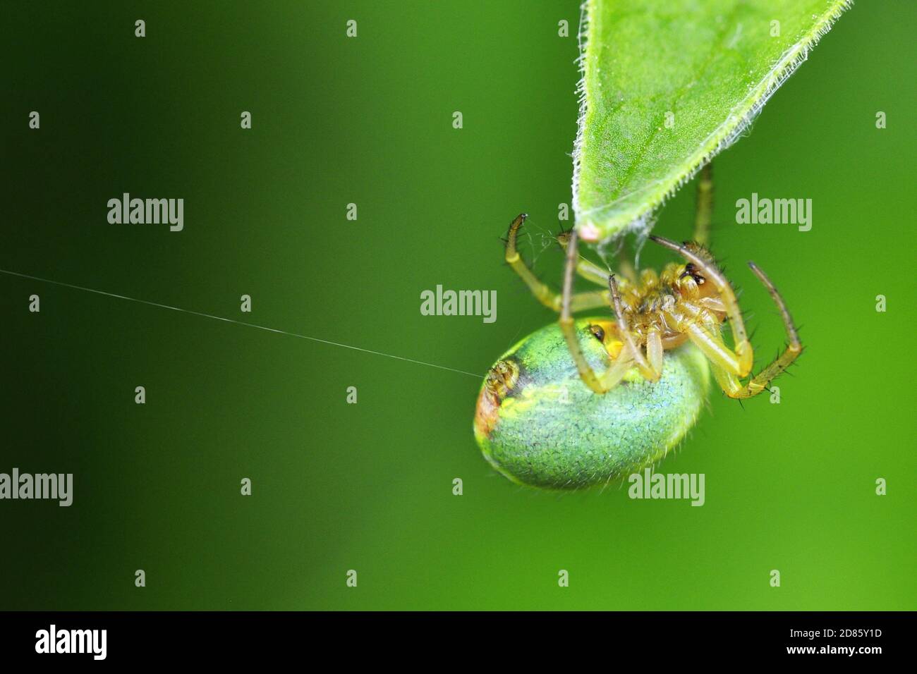 Primo piano su filiera su ragno di cetriolo verde Araniella opistografia tessitura un web Foto Stock