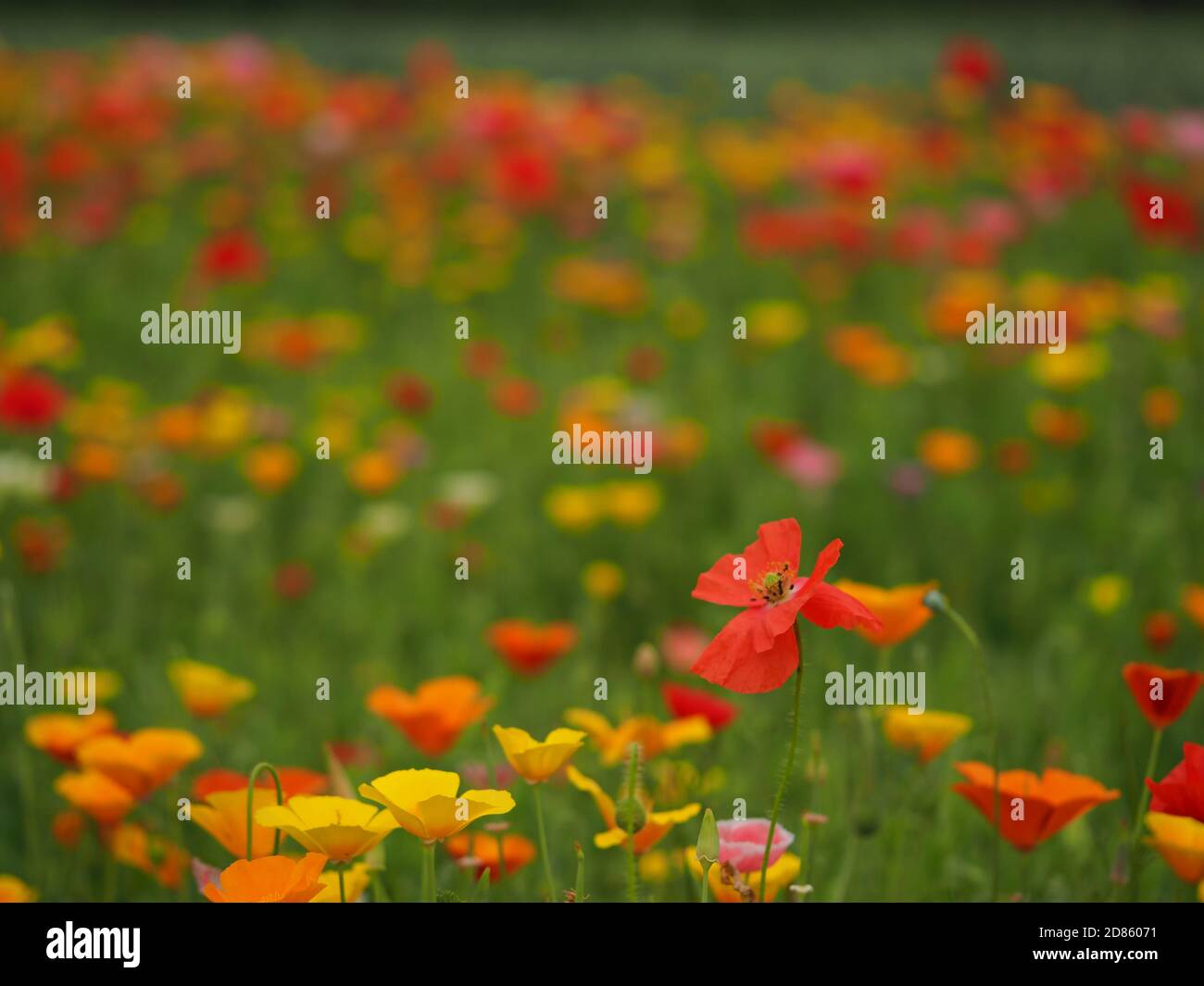 Coloratissima esposizione di papaveri misti rosso, giallo e arancione in un giardino soleggiato Foto Stock