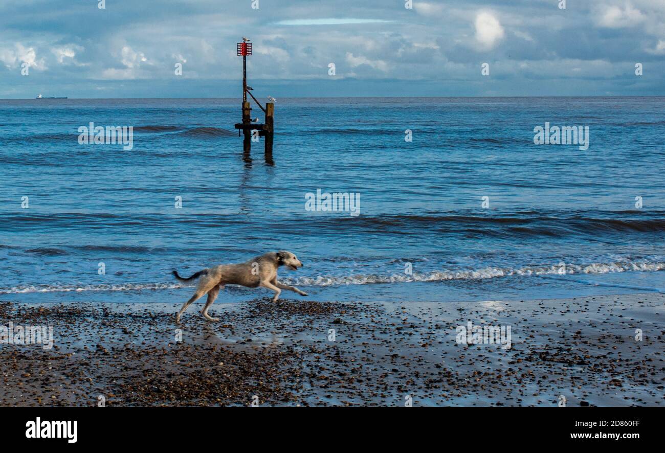 Cane che corre lungo la riva del mare sulla spiaggia, Southwold, Suffolk, Regno Unito Foto Stock