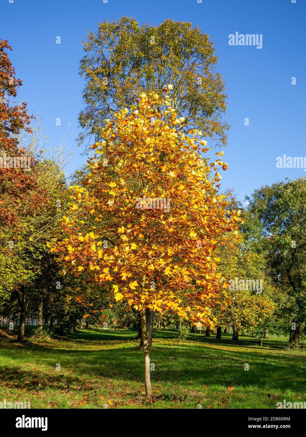 L'autunno parte alla Knavesmire di York Foto Stock