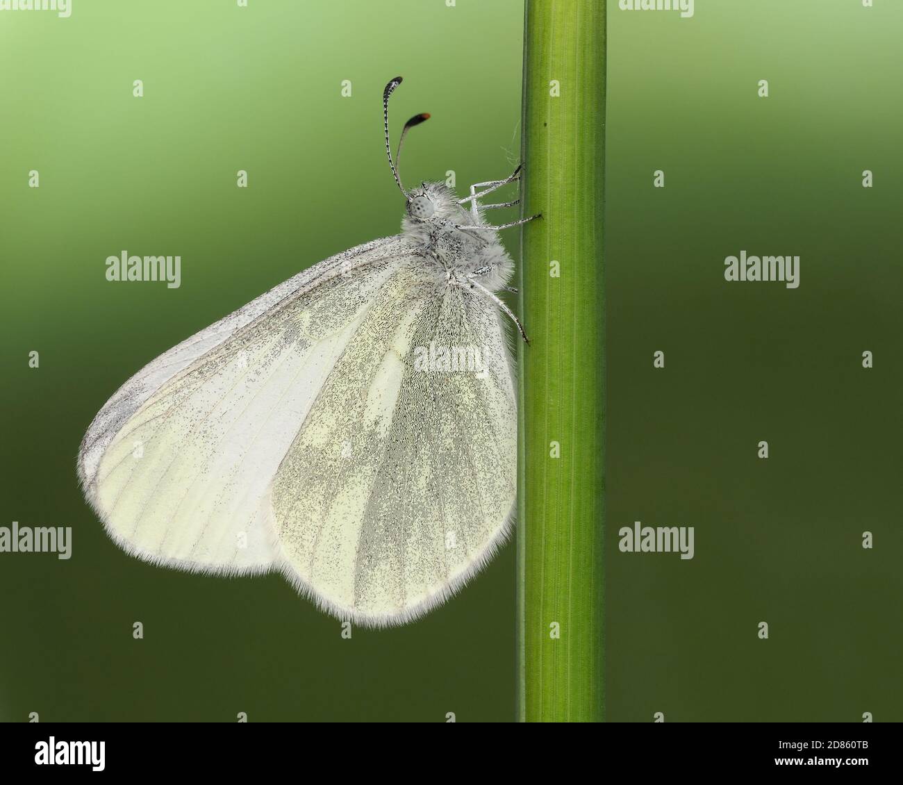 Cryptic Wood farfalla bianca (Leptidea juvernica) appollaiata sul gambo dell'erba. Tipperary, Irlanda Foto Stock
