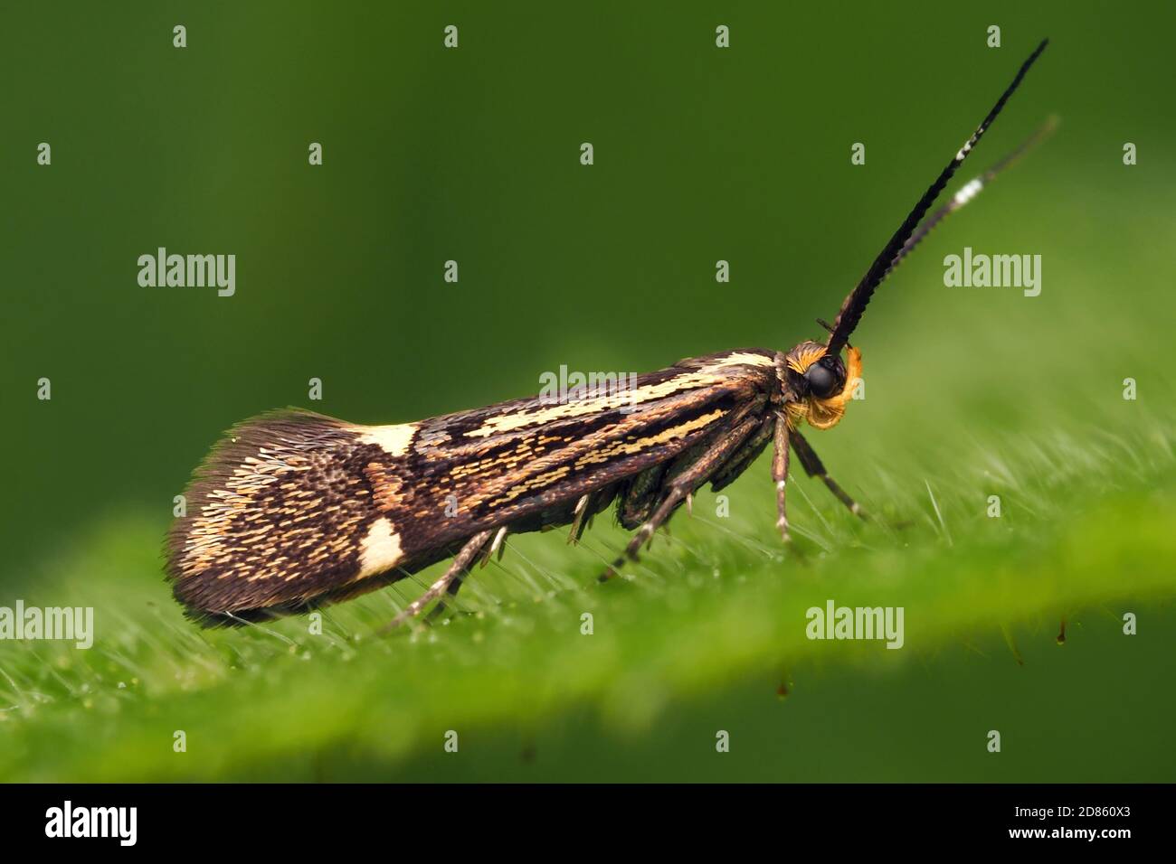 Esperia sulfurella falena a riposo su foglia di pianta. Tipperary, Irlanda Foto Stock