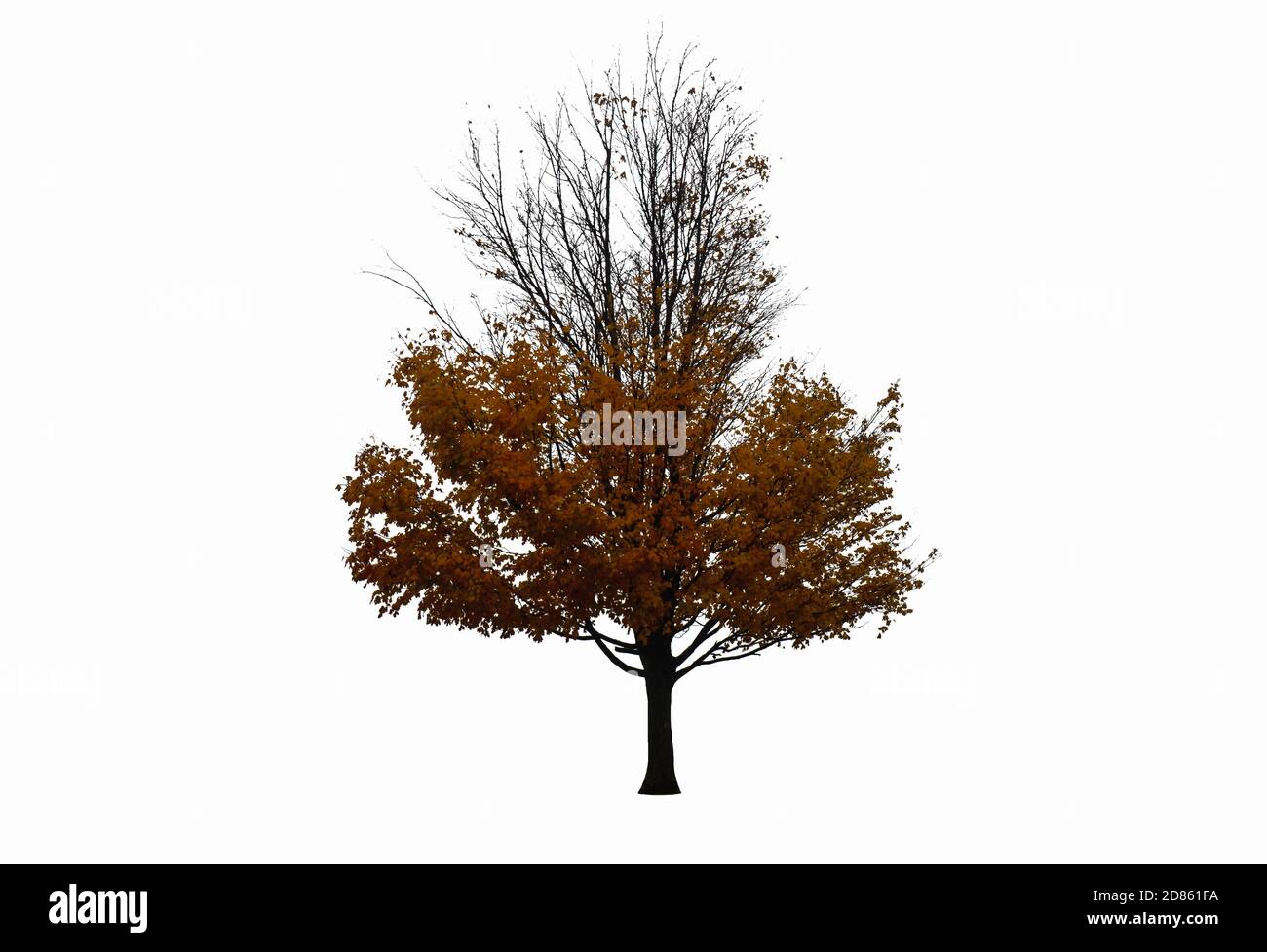 Albero in autunno isolato su uno sfondo bianco Foto Stock
