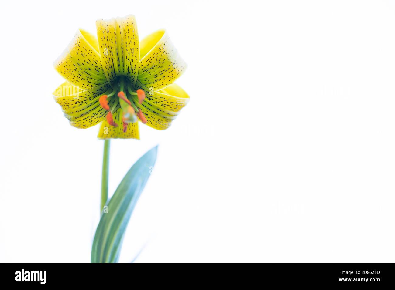 Giglio dei Pirenei (Lilium pyrenaicum) su sfondo bianco. Setcases, El Ripollès, Girona, Catalogna, Spagna. Foto Stock