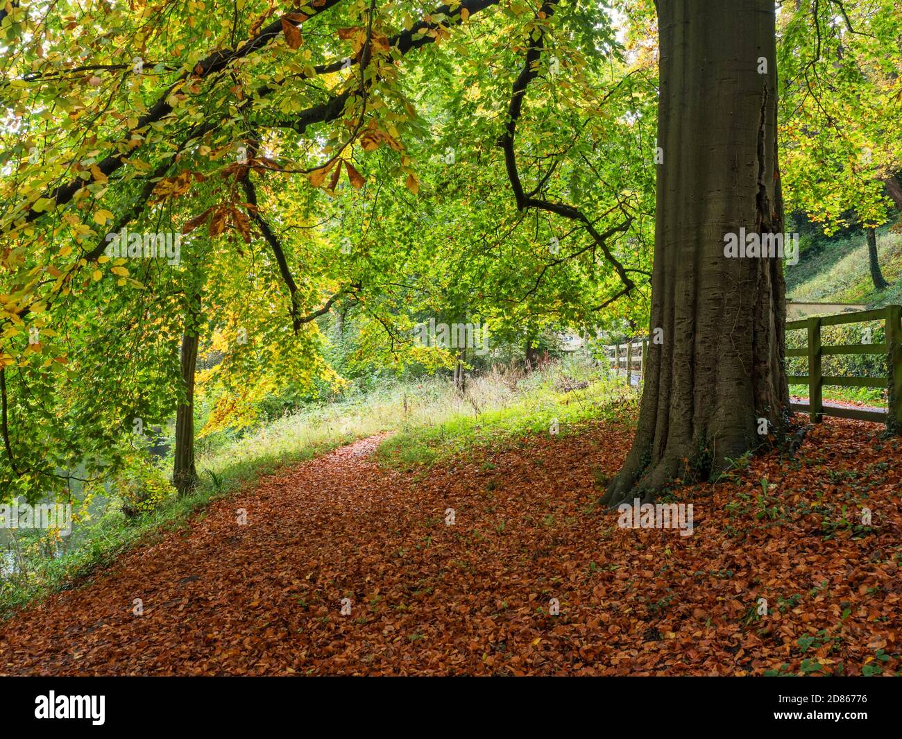 Faggio albero e un tappeto di foglie caduto dal River Nidd Abbey Road in autunno Knaresborough North Yorkshire Yorkshire Inghilterra Foto Stock