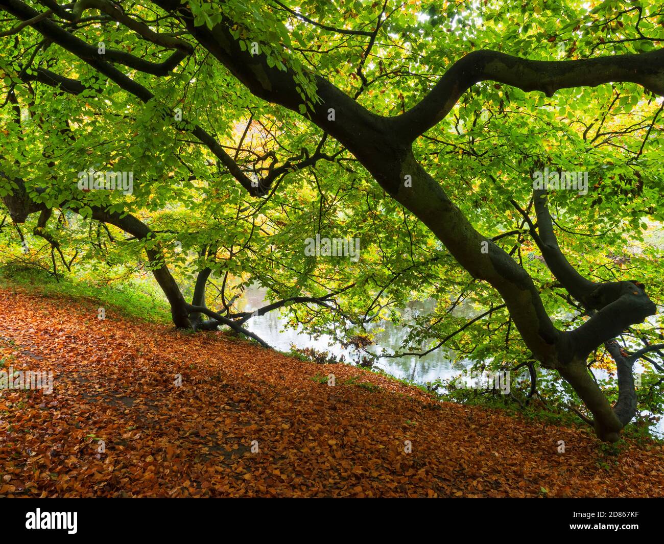 Faggio albero e un tappeto di foglie caduto dal River Nidd Abbey Road in autunno Knaresborough North Yorkshire Yorkshire Inghilterra Foto Stock