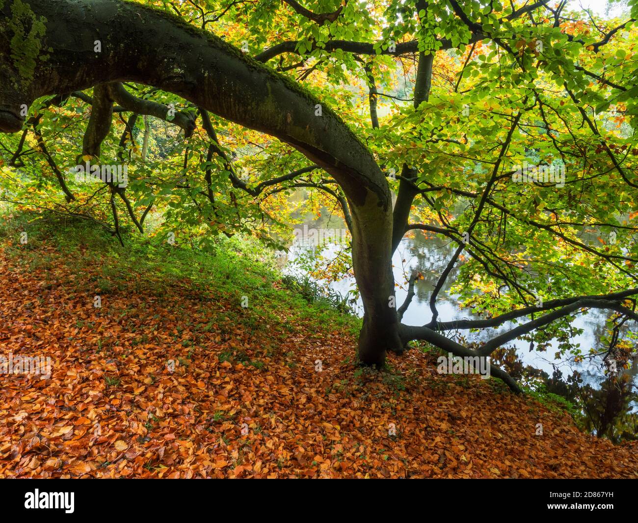 Faggio albero e un tappeto di foglie caduto dal River Nidd Abbey Road in autunno Knaresborough North Yorkshire Yorkshire Inghilterra Foto Stock