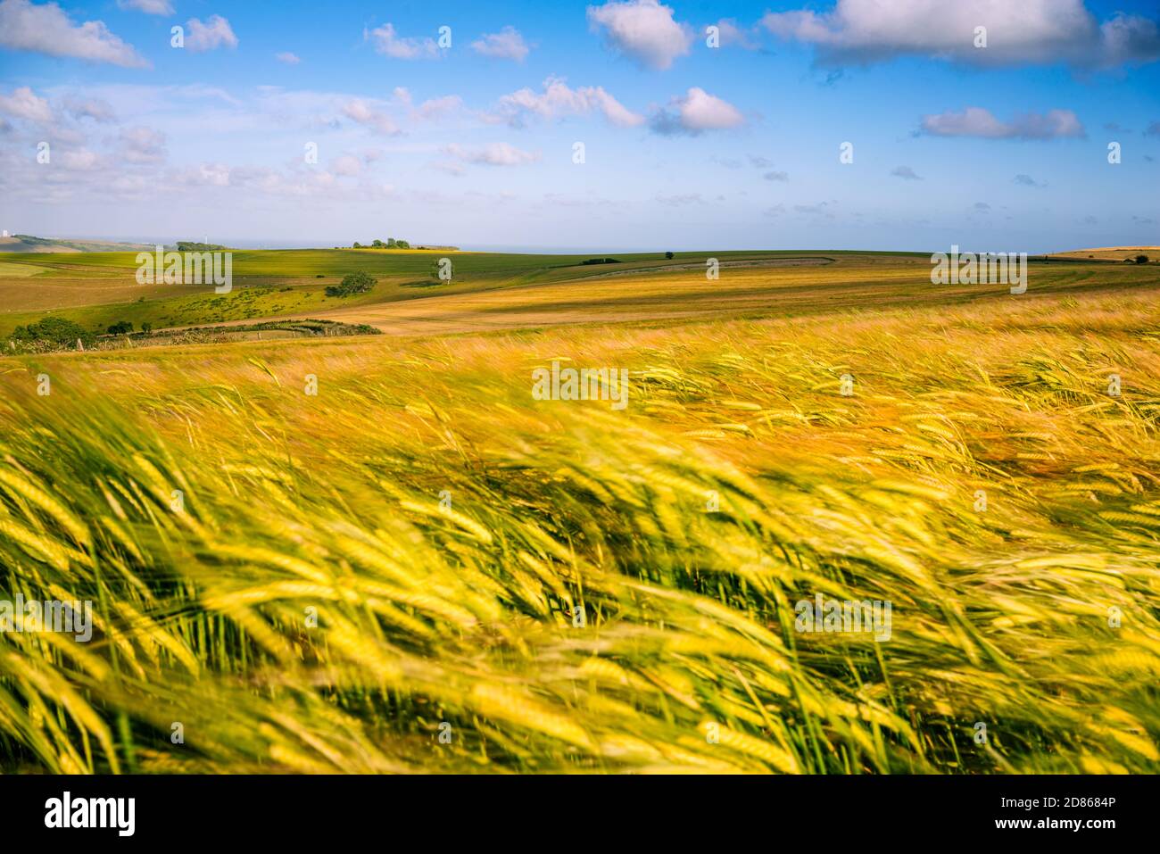 Paesaggio delle Downs del Sud nel sud dell'Inghilterra con erba lunga e campi in un giorno estivo. Foto Stock