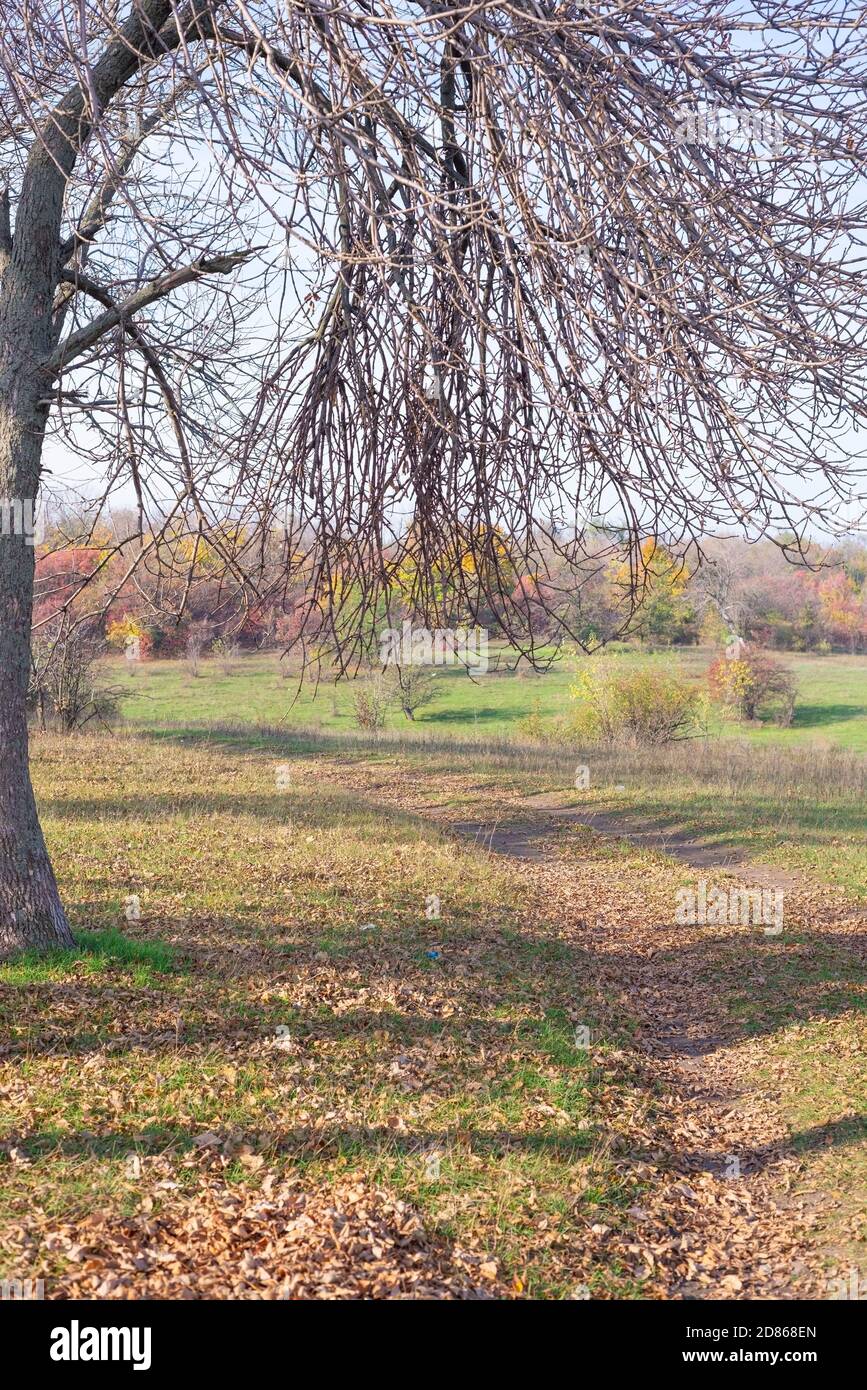 Solitario albero autunnale con foglie cadute su erba verde, sullo sfondo di alberi rossi autunnali sullo sfondo bellissimo parco autunnale con rosso e voi Foto Stock