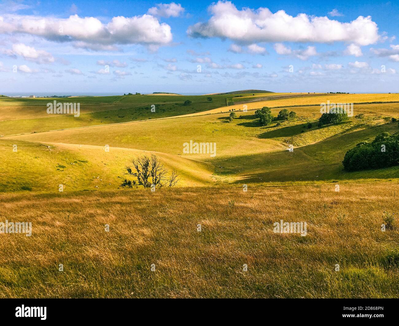 Paesaggio delle Downs del Sud nel sud dell'Inghilterra con erba lunga e campi in un giorno estivo. Foto Stock