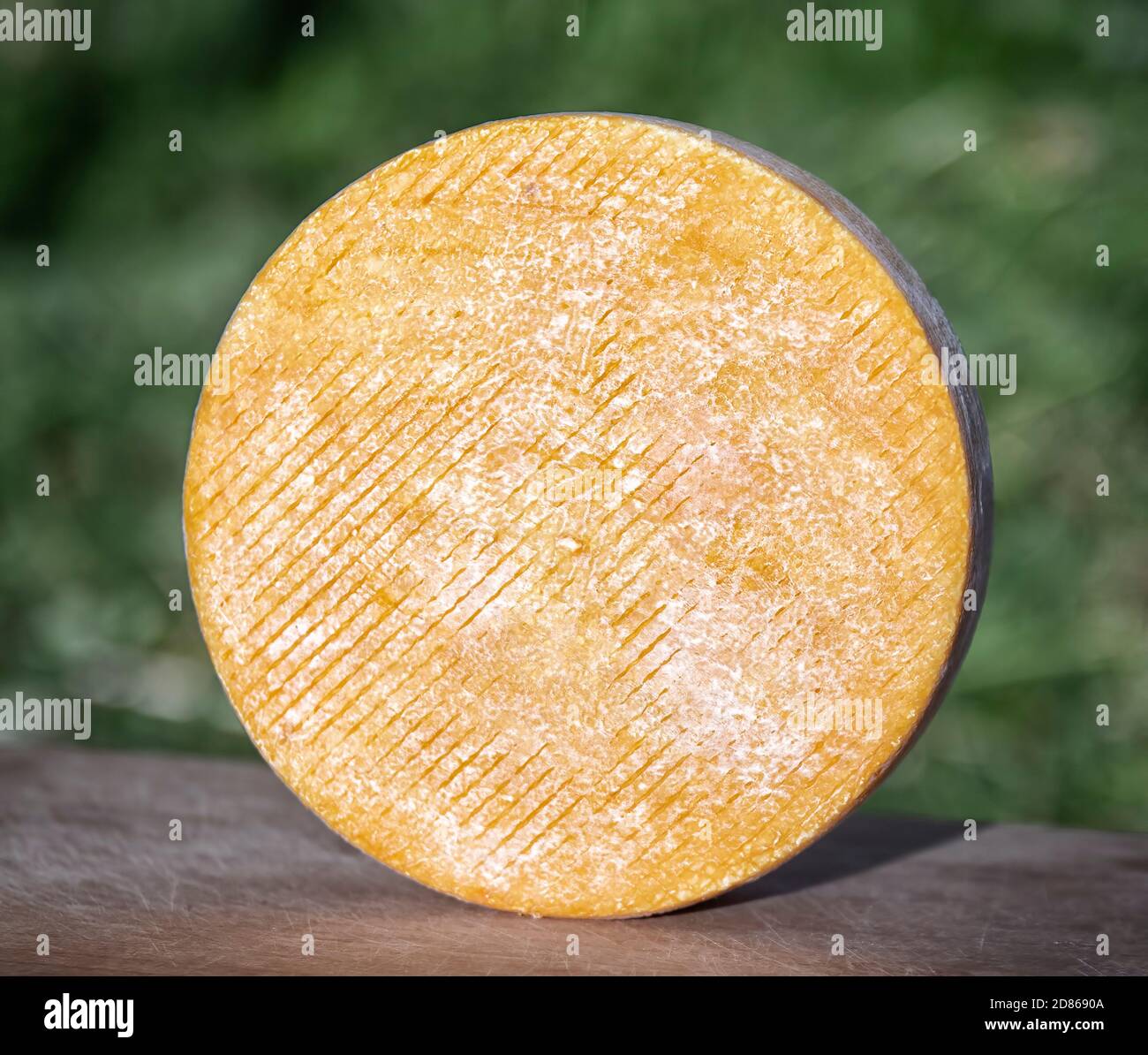 Formaggio artigianale da mucche e capre latte. Testa cilindrica Foto Stock