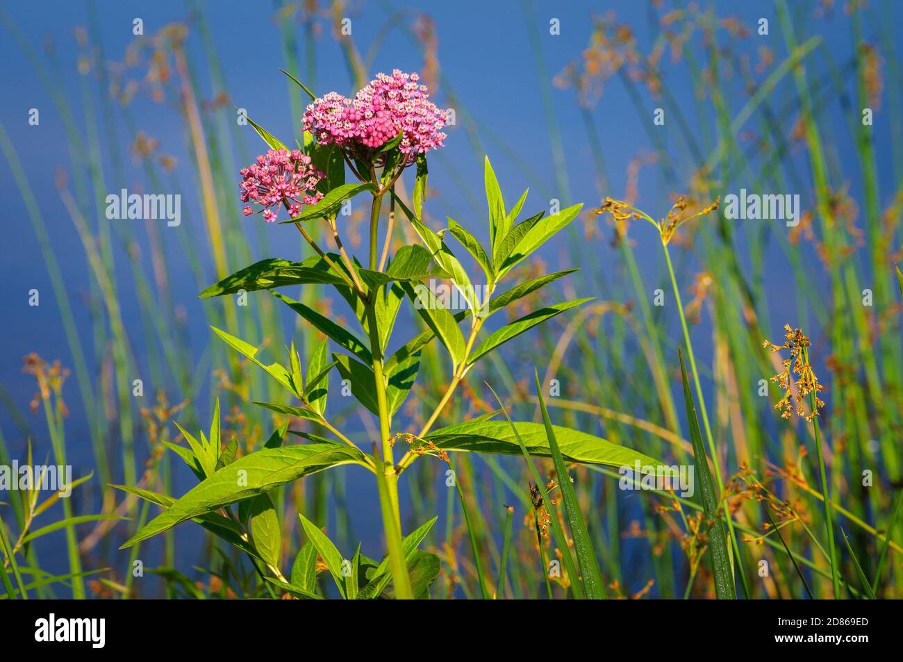 Lago Red House dell'Allegany state Park Foto Stock