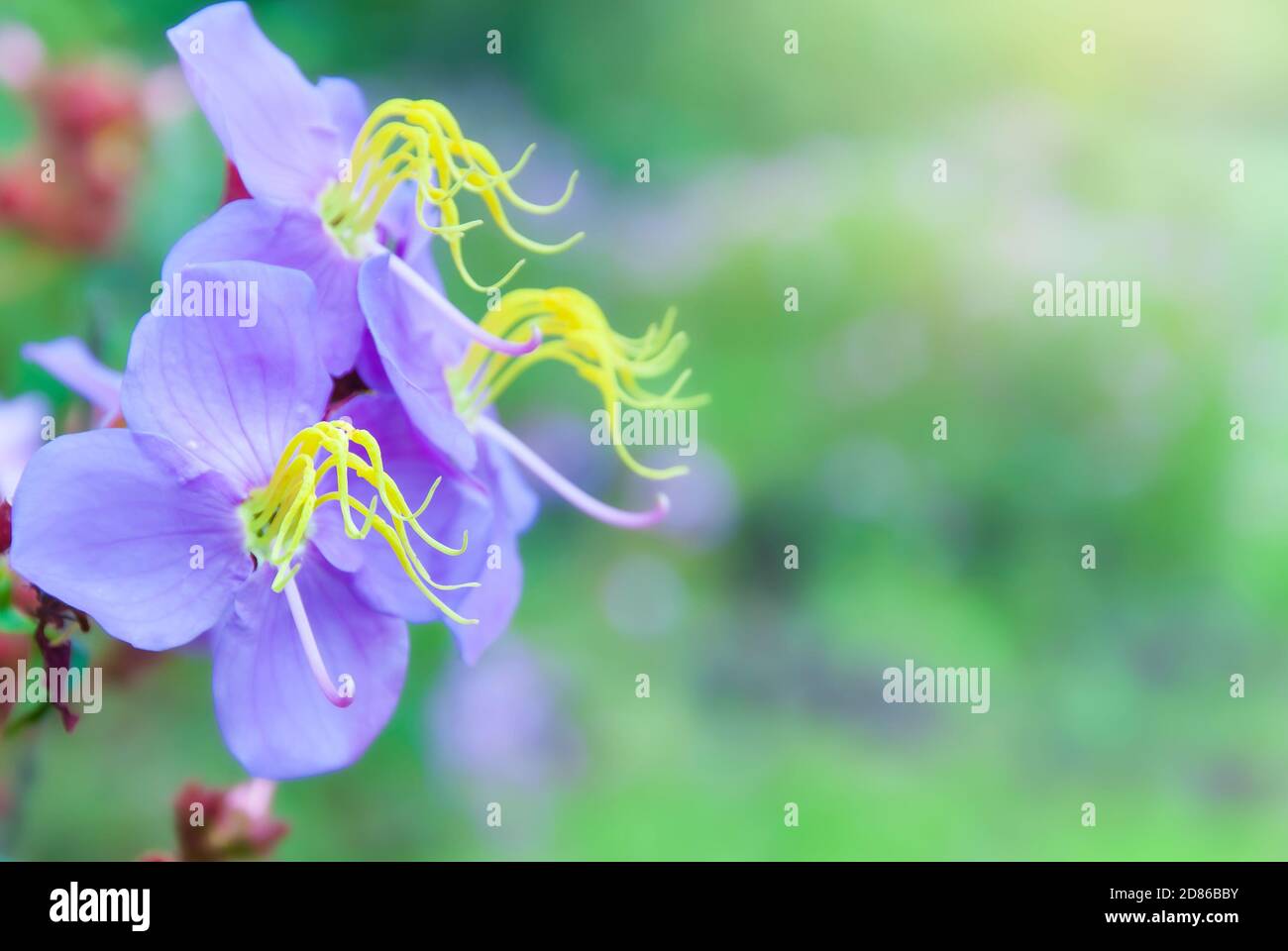 Fiore viola Melastoma fiori in stagione di pioggia, campo verde offuscato sullo sfondo. Primo piano. Mettere a fuoco sul petalo viola. Foto Stock