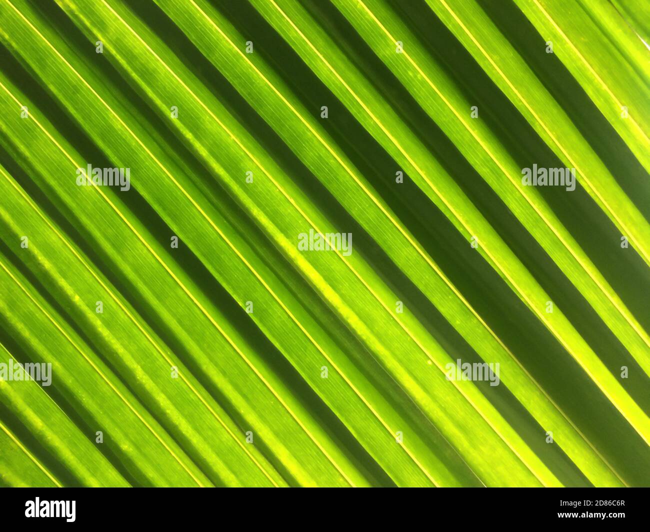 Foglie di palma verdi a strisce alla luce del sole, una luminosa ombra di verde contro il sole. Fotogramma intero. Primo piano. Foto Stock