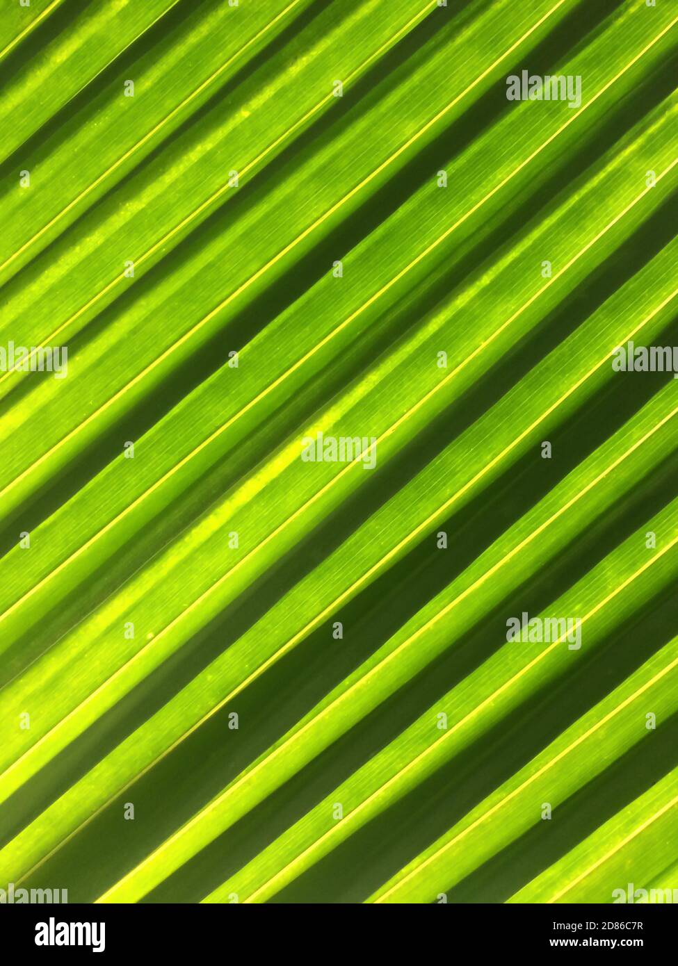 Foglie di palma verdi a strisce alla luce del sole, una luminosa ombra di  verde contro il sole. Fotogramma intero. Primo piano Foto stock - Alamy