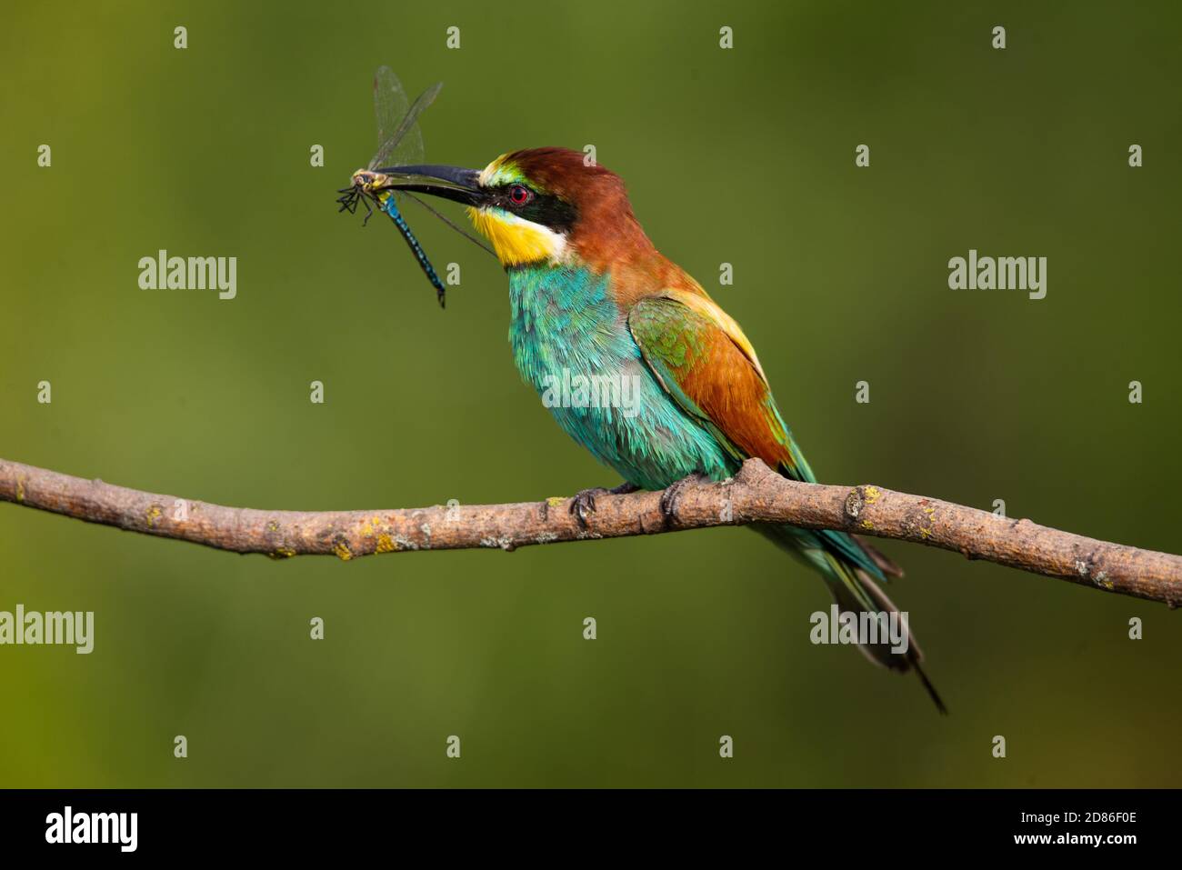 Ape-eater, Apiaster Merops. L'uccello più colorato di Eurasia. Un uccello catturò una libellula Foto Stock
